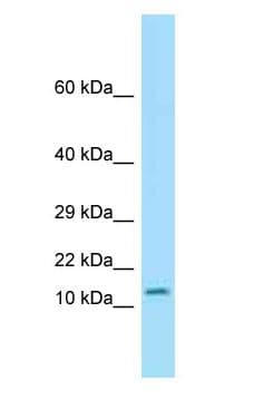 Polyclonal Rabbit anti-Mouse OTOS Antibody (C-Terminus, WB)
