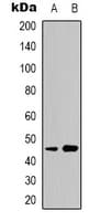 KIR3DL3 / CD158z Antibody (Internal)