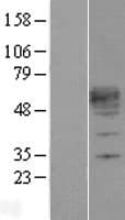 KLF12 Protein (Over-Expression Lysate Myc-DDK (Flag))