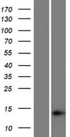 HIST1H2AD Protein (Over-Expression Lysate Myc-DDK (Flag))