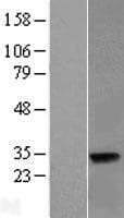 LIN37 Protein (Over-Expression Lysate Myc-DDK (Flag))