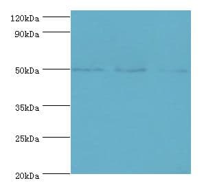 TRF1 / TERF1 Antibody (aa260-439)