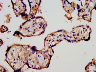 STRA6 Antibody (aa530-667)