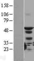 Human STK4 Protein (Over-Expression Lysate Myc-DDK (Flag))