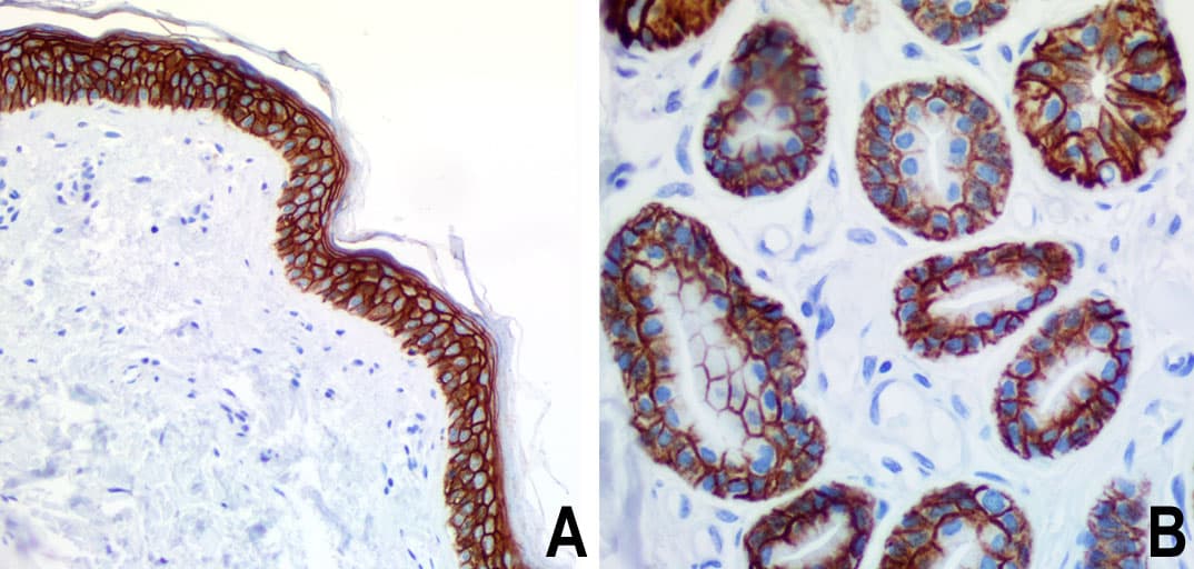 CD44 Antibody (clone UMAB133, Carrier-free)