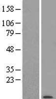 POLR2K Protein (Over-Expression Lysate Myc-DDK (Flag))