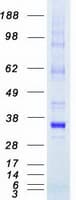 Human PIM2 / Pim-2 Protein (Recombinant Myc-DDK (Flag))