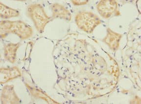 PRUNE2 Antibody