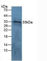 CTGF Antibody (aa101-330)