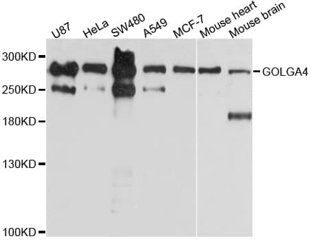 GOLGA4 / GCP2 Antibody