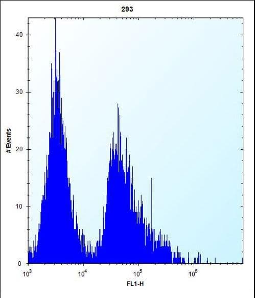 GSTT1 Antibody (aa7-34)