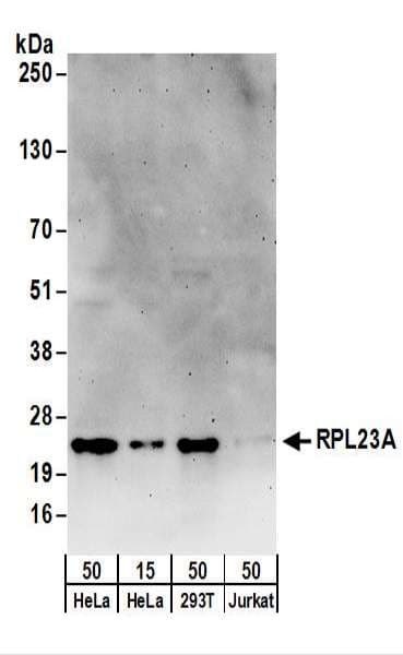 RPL23A Antibody (aa106-156)