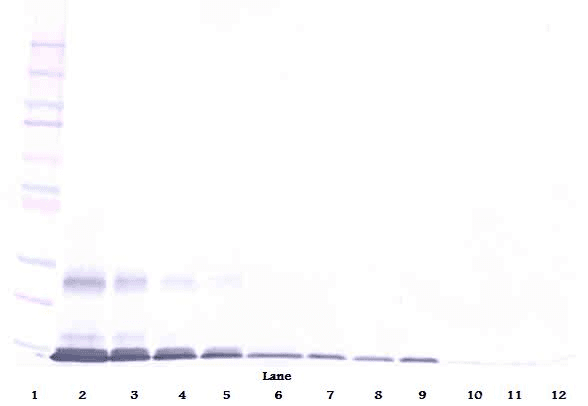 TNFSF18 / GITRL Antibody
