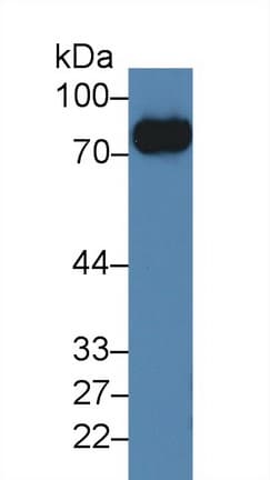 GPV / CD42d Antibody (aa246-485)