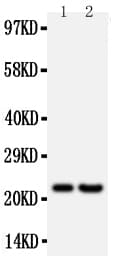 FGF9 Antibody (aa150-164)