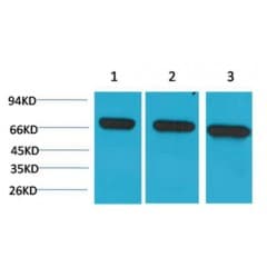 IHC-plus™ HSPA8 / HSC70 Antibody (Internal, clone 6C7)