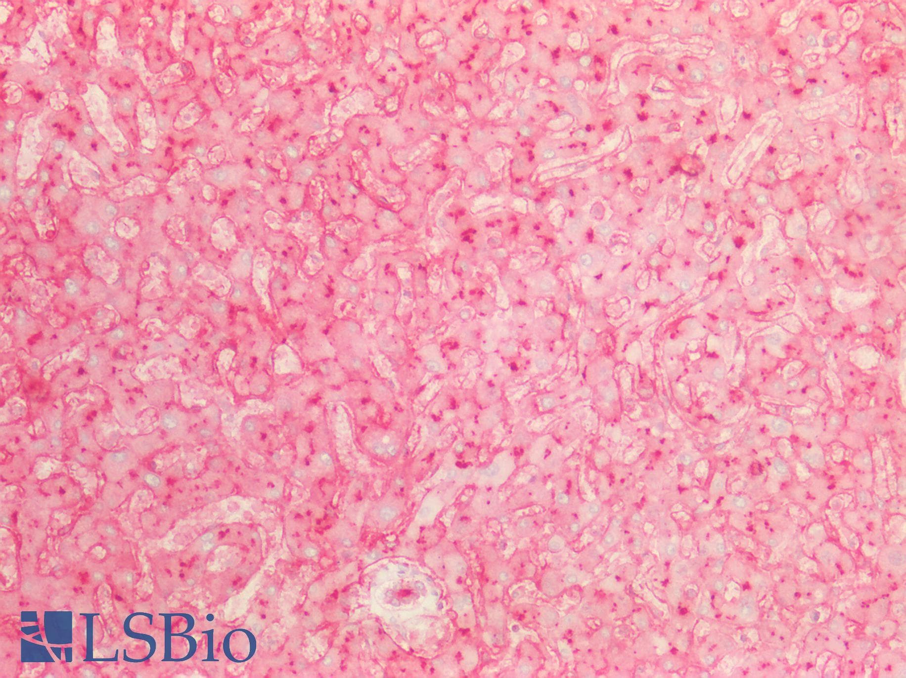 PathPlus™ Monoclonal Mouse anti-Human ANPEP / CD13 Antibody (clone 2F10, aa668-967, IHC, WB)