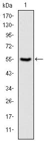 PKN2 Antibody (clone 1D1)