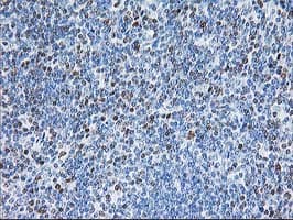STAT4 Antibody (clone OTI 4H4, Carrier-free)