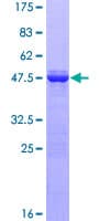 Human EFCAB2 Protein (Recombinant GST)