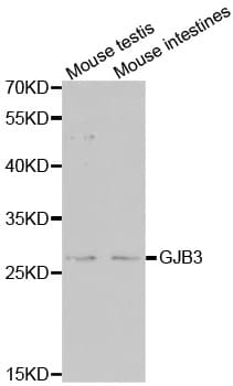 GJB3 / CX31 / Connexin 31 Antibody