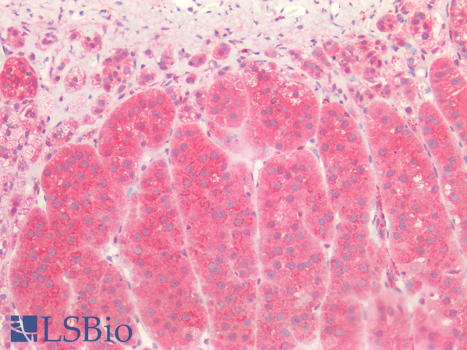 IHC-plus™ TH / Tyrosine Hydroxylase Antibody