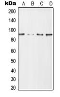 HMMR / CD168 / RHAMM Antibody (Internal)