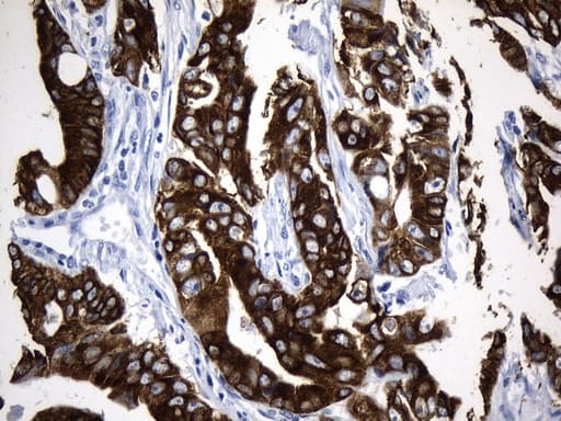 AGR2 Antibody (aa21-175, clone UMAB245, Carrier-free)
