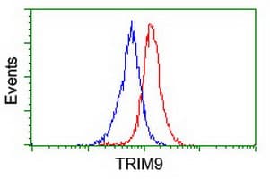 Monoclonal Mouse anti-Human SPRING / TRIM9 Antibody (clone OTI2A1, WB)