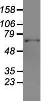 GAD1 / GAD67 Antibody (clone OTI3H2)