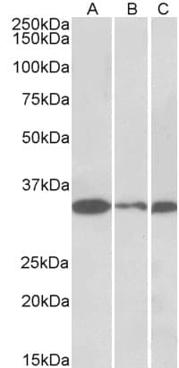 IHC-plus™ PCNA Antibody (aa177-189)