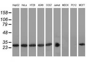 RABL2A Antibody (clone OTI4A8)
