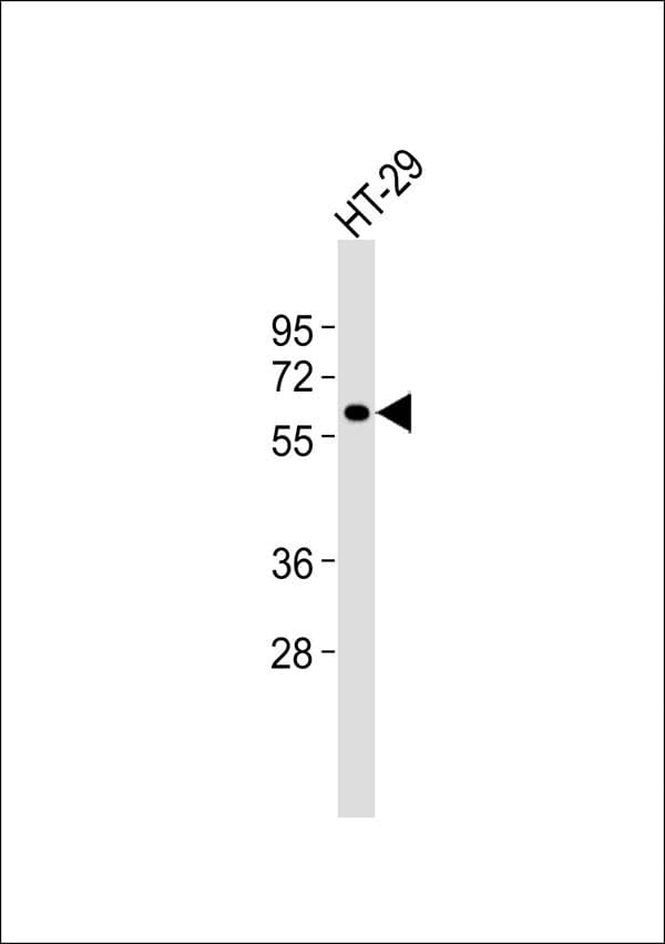BIRC2 / cIAP1 Antibody