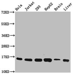 HIST1H3A Antibody