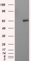 NPR3 Antibody (clone OTI4C3)