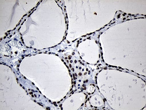 NABP1 / OBFC2A Antibody (clone OTI6B10)