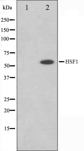 HSF1 Antibody