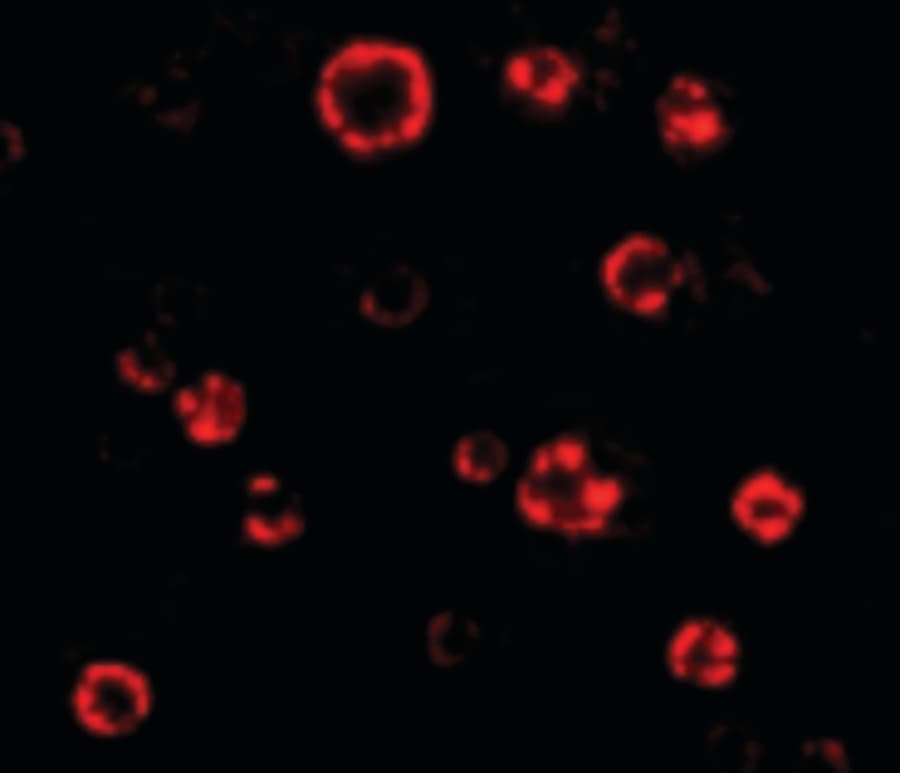 IHC-plus™ ATG16L1 / ATG16L Antibody