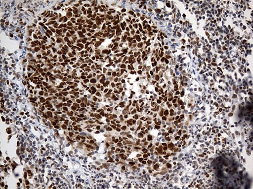 RFC3 Antibody (clone OTI1C7)