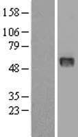 RNH1 Protein (Over-Expression Lysate Myc-DDK (Flag))