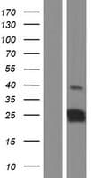 CT45A1 Protein (Over-Expression Lysate Myc-DDK (Flag))