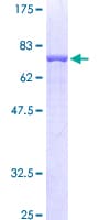 Human FLOT2 / Flotillin 2 Protein (Recombinant GST)