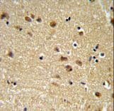 Polyclonal Rabbit anti-Human EDIL3 / DEL1 Antibody (aa337-365, IHC, WB)