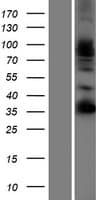 Human FSTL4 Protein (Over-Expression Lysate Myc-DDK (Flag))