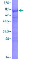 Human SRSF6 / SRP55 Protein (Recombinant GST)