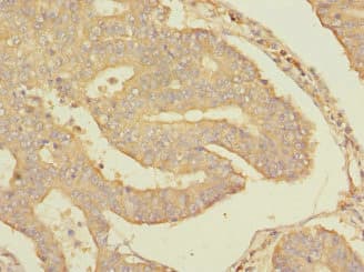 RPS27 / Ribosomal Protein S27 Antibody