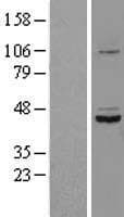 SUDS3 Protein (Over-Expression Lysate Myc-DDK (Flag))