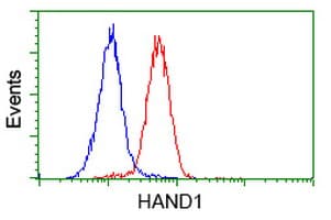 IHC-plus™ HAND1 Antibody (clone 1G10)