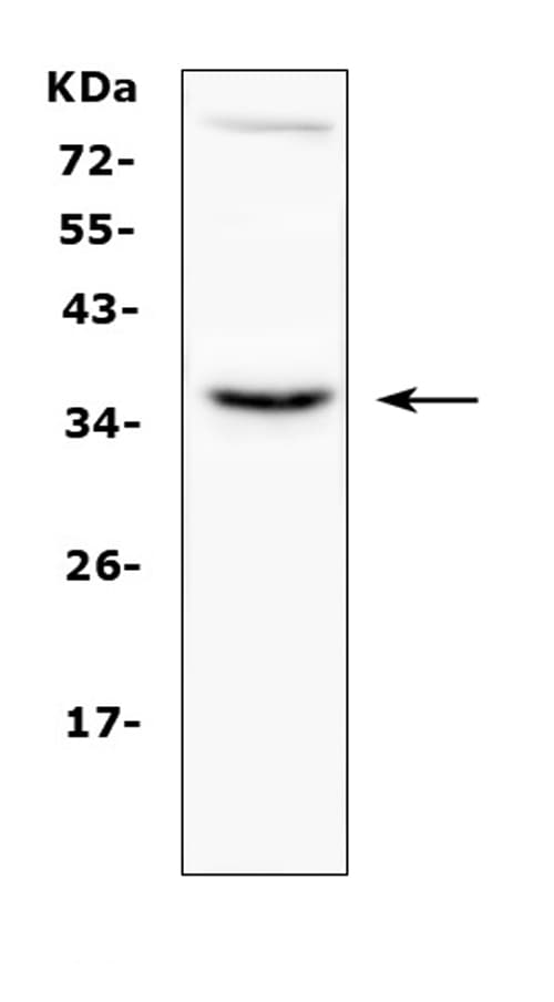 CD40L Antibody