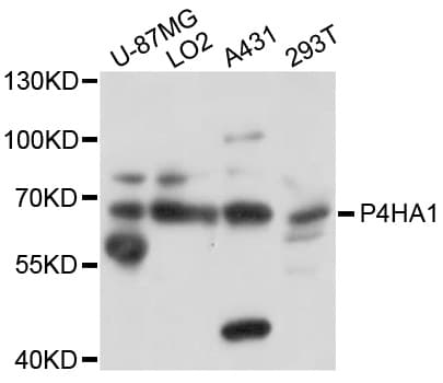 P4HA1 Antibody